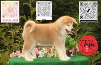Big Red 3, a male Japanese Akita for sale in Baltimore, MD – 2 of 10