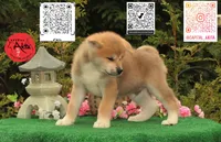 Cheeto 5, a male Akita for sale in Baltimore, MD – 4 of 9