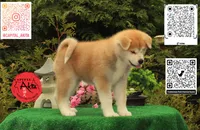 Big Red 4, a female Akita for sale in Baltimore, MD – 3 of 10