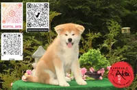Big Red 2, a male Japanese Akita for sale in Baltimore, MD – 5 of 10