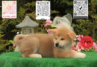 Cheeto 5, a male Akita for sale in Baltimore, MD – 2 of 9