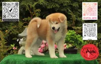 Big Red 5, a male Akita for sale in Baltimore, MD – 5 of 10