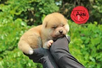 Champ 6 gray, a male Akita for sale in Baltimore, MD – Photo 1 of 9