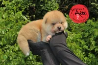 Champ 6 gray, a male Akita for sale in Baltimore, MD – Photo 2 of 9