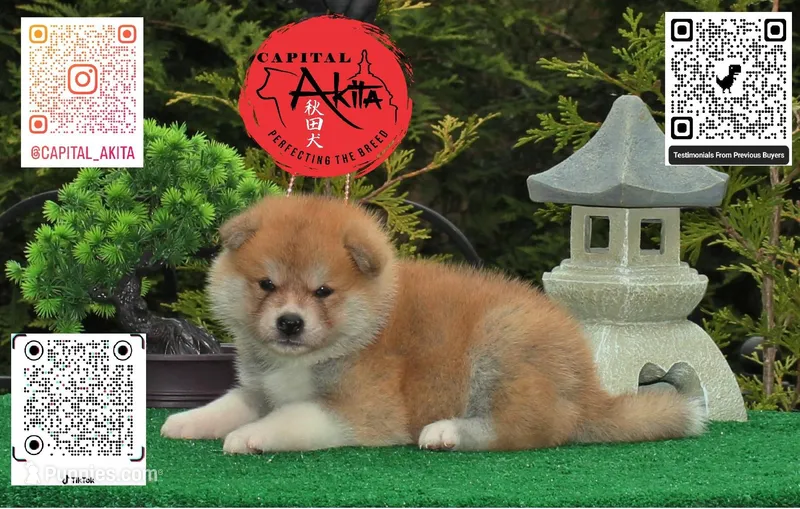 Champ 6 gray – Japanese Akita puppy for sale in Baltimore, MD