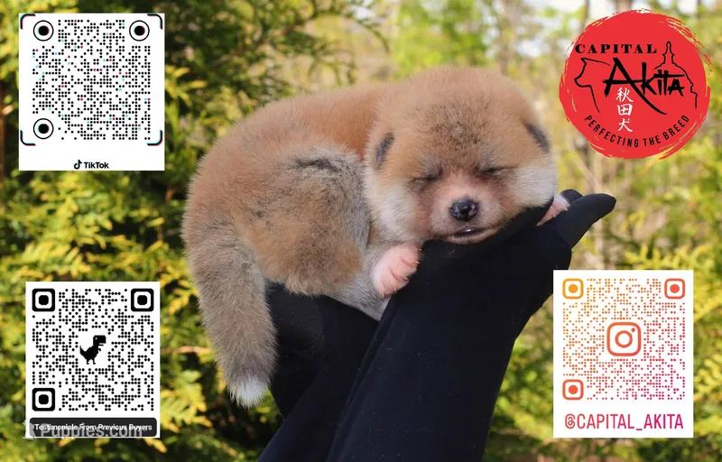 Champ 6 gray – Japanese Akita puppy for sale in Baltimore, MD