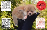 Champ 6 gray, a male Japanese Akita for sale in Baltimore, MD – Photo 1 of 10