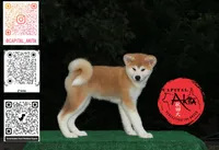 processed/96e195da-2d43-46da-9d33-39d9381eaff2/listing/8aa12f61-8032-4ff5-bd15-25aab38b3153/981954ce-f504-4cd4-992f-925e4e254830