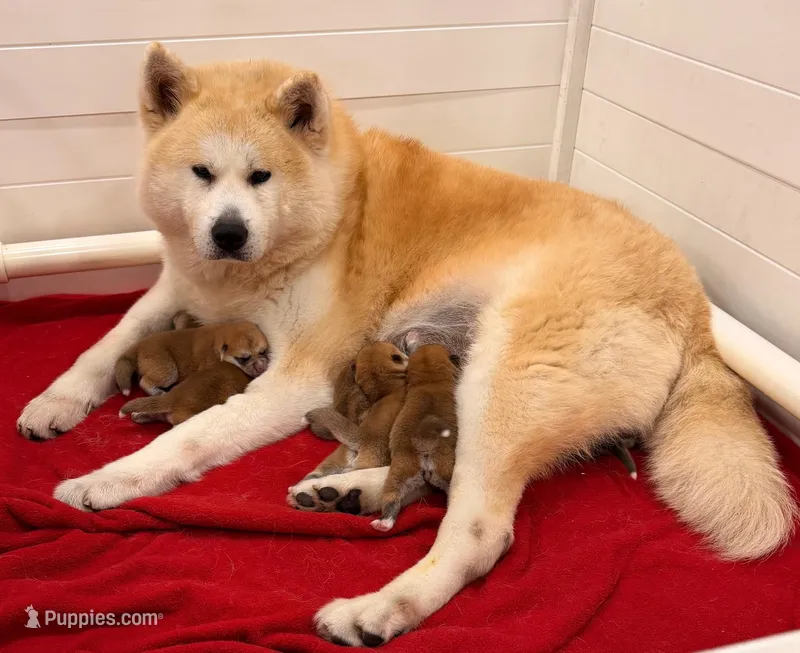 Big Red 3, a male Japanese Akita for sale in Baltimore, MD – 1 of 5