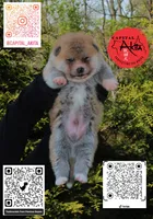 Champ 6 gray, a male Japanese Akita for sale in Baltimore, MD – Photo 10 of 10