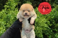 Champ 6 gray, a male Akita for sale in Baltimore, MD – Photo 3 of 9