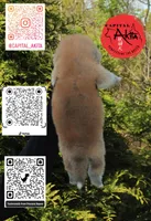 Champ 6 gray, a male Japanese Akita for sale in Baltimore, MD – Photo 9 of 10