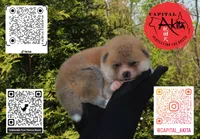 Champ 6 gray, a male Japanese Akita for sale in Baltimore, MD – Photo 8 of 10