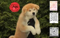 Big Red 1, a male Japanese Akita for sale in Baltimore, MD – 4 of 10