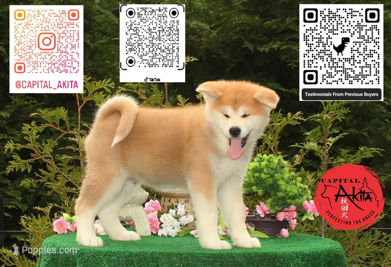 Big Red 4 – Akita puppy for sale in Baltimore, MD