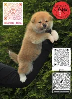 Champ1, a female Japanese Akita for sale in Baltimore, MD – Photo 4 of 10