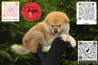 Champ1, a female Japanese Akita for sale in Baltimore, MD – Photo 5 of 10