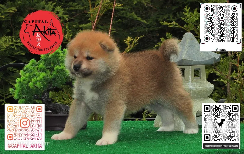 Champ1 – Japanese Akita puppy for sale in Baltimore, MD