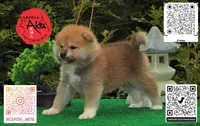 Champ1, a female Japanese Akita for sale in Baltimore, MD – Photo 1 of 10