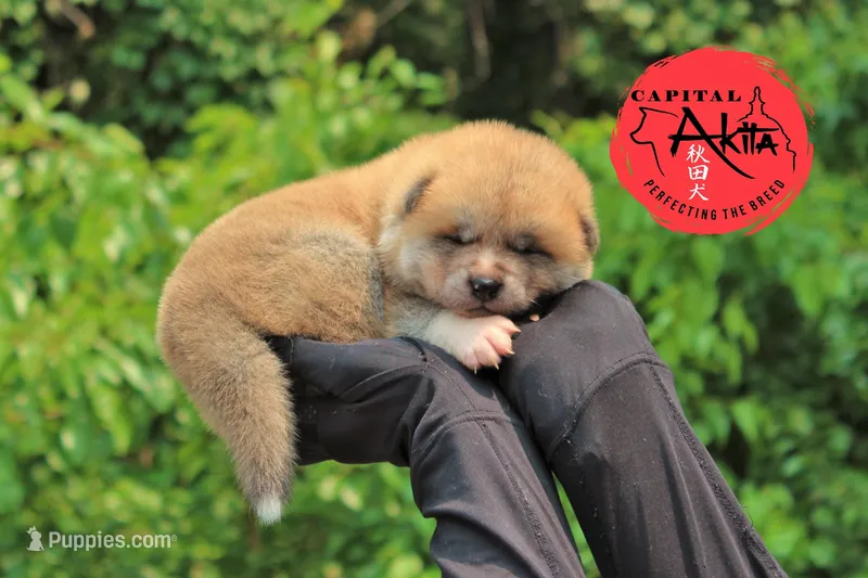 Champ3 blue, a male Japanese Akita for sale in Baltimore, MD – Photo 1 of 9