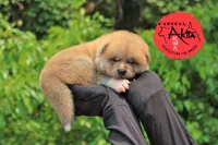 Champ3 blue, a male Japanese Akita for sale in Baltimore, MD – Photo 1 of 9