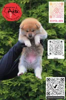 Champ1, a female Japanese Akita for sale in Baltimore, MD – Photo 2 of 10