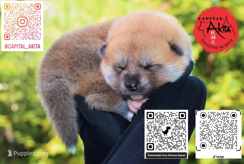 Champ3 blue – Japanese Akita puppy for sale in Baltimore, MD