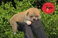 Champ3 blue, a male Japanese Akita for sale in Baltimore, MD – Photo 3 of 9