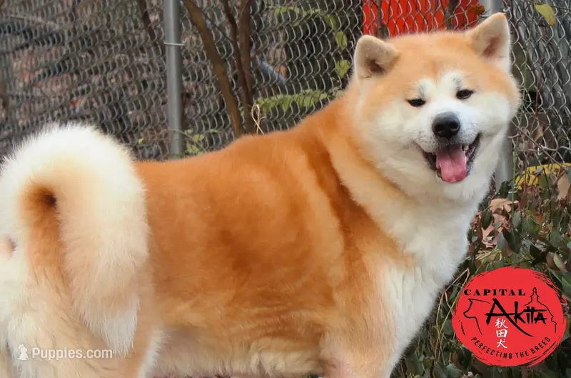 cheeto 1, a male Japanese Akita for sale in Baltimore, MD – 1 of 5