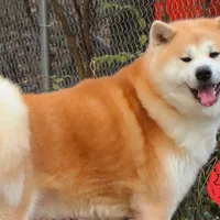 Champ3 blue, a male Japanese Akita for sale in Baltimore, MD – Photo 8 of 9