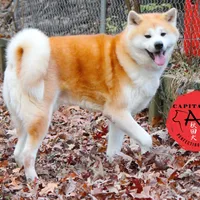 Champ3 blue, a male Japanese Akita for sale in Baltimore, MD – Photo 5 of 9