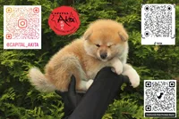 Champ1, a female Japanese Akita for sale in Baltimore, MD – Photo 3 of 10