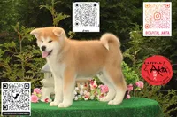 cheeto 1, a female Japanese Akita for sale in Baltimore, MD – 3 of 10