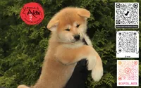 Cheeto 5, a male Akita for sale in Baltimore, MD – 3 of 9