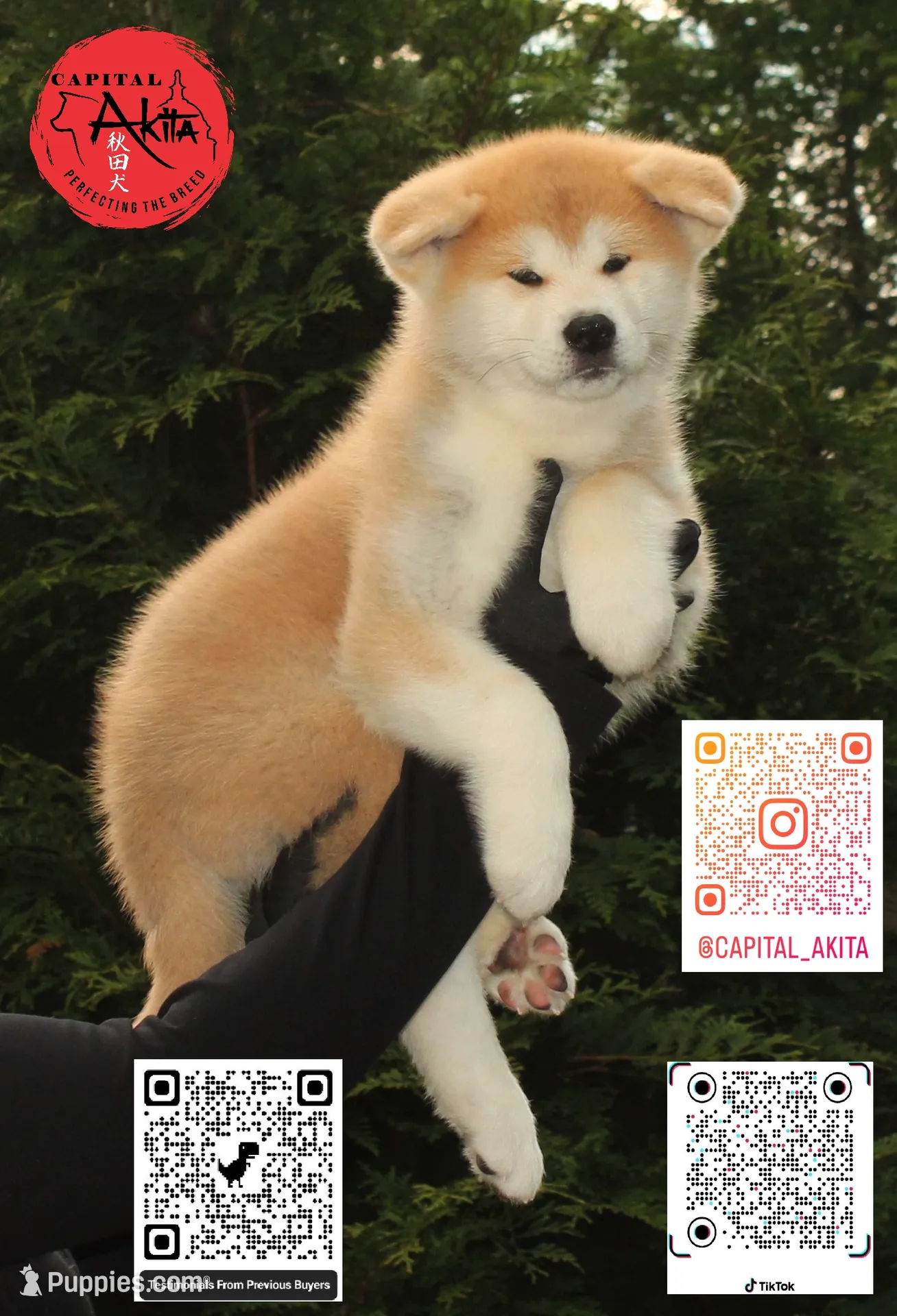 Big Red 3 – Japanese Akita Puppy for Sale in | Puppies.com