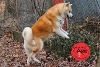 Cheeto 6, a male Akita for sale in Baltimore, MD – 9 of 10