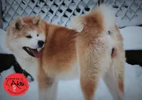Big Red 4, a female Akita for sale in Baltimore, MD – 8 of 10