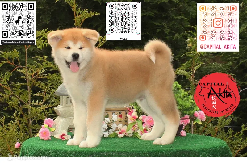 cheeto 1 – Japanese Akita puppy for sale in Baltimore, MD
