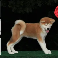 Champ1 white, a male Japanese Akita for sale in Baltimore, MD – Photo 9 of 9