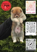 Champ3, a male Japanese Akita for sale in Baltimore, MD – Photo 5 of 10