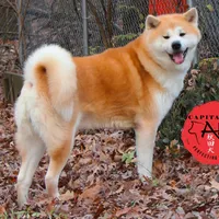 Champ1 white, a male Japanese Akita for sale in Baltimore, MD – Photo 5 of 9