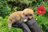 Champ1 white, a male Japanese Akita for sale in Baltimore, MD – Photo 1 of 9