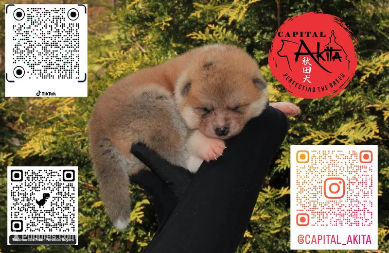 Champ1 white – Japanese Akita puppy for sale in Baltimore, MD