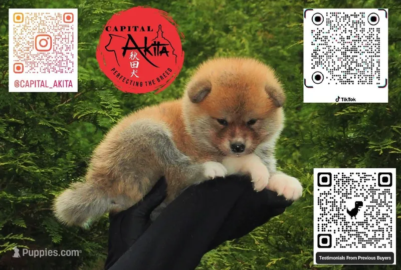 Champ3 – Japanese Akita puppy for sale in Baltimore, MD