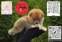 Champ3, a male Japanese Akita for sale in Baltimore, MD – Photo 1 of 10