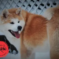 Champ1 white, a male Japanese Akita for sale in Baltimore, MD – Photo 8 of 9