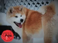 processed/96e195da-2d43-46da-9d33-39d9381eaff2/listing/a0de8621-68c6-49df-8767-9aebb73dc675/ab1c9bbd-ea26-40d9-86db-3f7ca326cb34