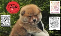 Champ3, a male Japanese Akita for sale in Baltimore, MD – Photo 3 of 10