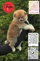 Champ3, a male Japanese Akita for sale in Baltimore, MD – Photo 4 of 10
