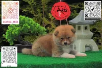 Champ3, a male Japanese Akita for sale in Baltimore, MD – Photo 2 of 10
